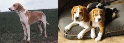 Grand Anglo-Francais Blanc et Orange vs Beagle - Breed Comparison