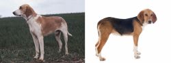 Grand Anglo-Francais Blanc et Orange vs Beagle-Harrier - Breed Comparison
