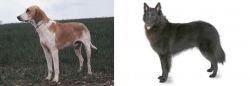Grand Anglo-Francais Blanc et Orange vs Belgian Shepherd - Breed Comparison