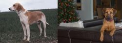 Grand Anglo-Francais Blanc et Orange vs Black Mouth Cur - Breed Comparison