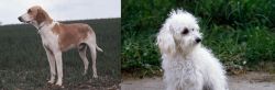 Grand Anglo-Francais Blanc et Orange vs Bolognese - Breed Comparison