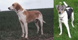 Grand Anglo-Francais Blanc et Orange vs Brazilian Terrier - Breed Comparison