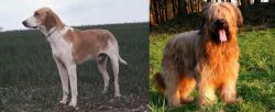 Grand Anglo-Francais Blanc et Orange vs Briard - Breed Comparison