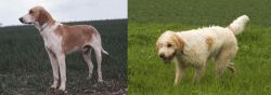 Grand Anglo-Francais Blanc et Orange vs Briquet Griffon Vendeen - Breed Comparison