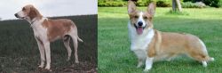 Grand Anglo-Francais Blanc et Orange vs Cardigan Welsh Corgi - Breed Comparison