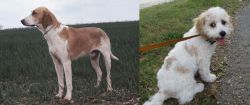 Grand Anglo-Francais Blanc et Orange vs Cavachon - Breed Comparison
