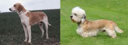 Grand Anglo-Francais Blanc et Orange vs Dandie Dinmont Terrier - Breed Comparison