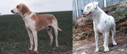 Grand Anglo-Francais Blanc et Orange vs Dogo Guatemalteco - Breed Comparison