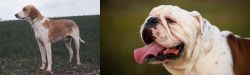 Grand Anglo-Francais Blanc et Orange vs English Bulldog - Breed Comparison