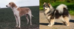 Grand Anglo-Francais Blanc et Orange vs Finnish Lapphund - Breed Comparison
