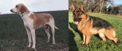 Grand Anglo-Francais Blanc et Orange vs German Shepherd - Breed Comparison