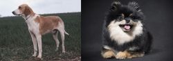 Grand Anglo-Francais Blanc et Orange vs German Spitz (Klein) - Breed Comparison