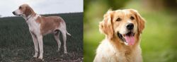 Grand Anglo-Francais Blanc et Orange vs Golden Retriever - Breed Comparison