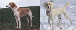Grand Anglo-Francais Blanc et Orange vs Poodle - Breed Comparison