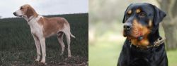 Grand Anglo-Francais Blanc et Orange vs Rottweiler - Breed Comparison
