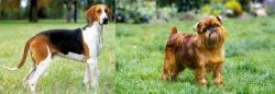 Grand Anglo-Francais Tricolore vs Belgian Griffon - Breed Comparison