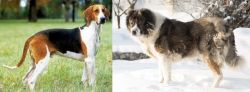 Grand Anglo-Francais Tricolore vs Caucasian Shepherd - Breed Comparison