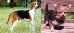 Grand Anglo-Francais Tricolore vs Chorkie - Breed Comparison