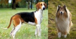 Grand Anglo-Francais Tricolore vs Collie - Breed Comparison