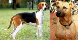 Grand Anglo-Francais Tricolore vs Combai - Breed Comparison