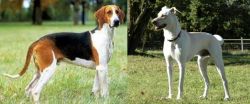 Grand Anglo-Francais Tricolore vs Cretan Hound - Breed Comparison