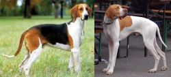 Grand Anglo-Francais Tricolore vs English Pointer - Breed Comparison