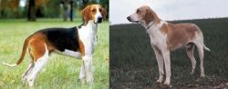 Grand Anglo-Francais Tricolore vs Grand Anglo-Francais Blanc et Orange - Breed Comparison