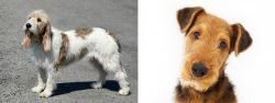 Grand Basset Griffon Vendeen vs Airedale Terrier - Breed Comparison
