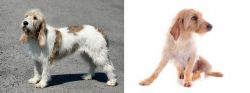 Grand Basset Griffon Vendeen vs Basset Fauve de Bretagne - Breed Comparison