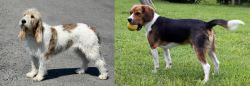 Grand Basset Griffon Vendeen vs Beaglier - Breed Comparison