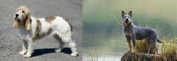 Grand Basset Griffon Vendeen vs Blue Healer - Breed Comparison