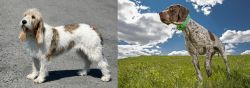 Grand Basset Griffon Vendeen vs Braque Francais (Pyrenean Type) - Breed Comparison