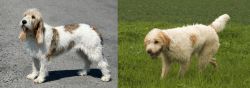 Grand Basset Griffon Vendeen vs Briquet Griffon Vendeen - Breed Comparison