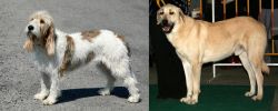 Grand Basset Griffon Vendeen vs Central Anatolian Shepherd - Breed Comparison