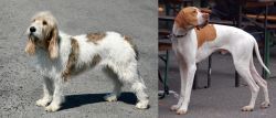 Grand Basset Griffon Vendeen vs English Pointer - Breed Comparison