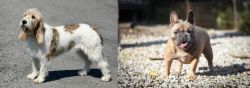 Grand Basset Griffon Vendeen vs French Bulldog - Breed Comparison