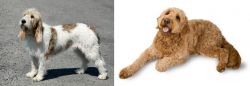 Grand Basset Griffon Vendeen vs Golden Doodle - Breed Comparison