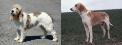 Grand Basset Griffon Vendeen vs Grand Anglo-Francais Blanc et Orange - Breed Comparison