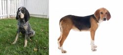 Grand Bleu de Gascogne vs Beagle-Harrier - Breed Comparison