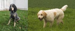 Grand Bleu de Gascogne vs Briquet Griffon Vendeen - Breed Comparison