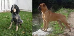 Grand Bleu de Gascogne vs Bullmastiff - Breed Comparison