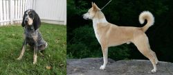 Grand Bleu de Gascogne vs Canaan Dog - Breed Comparison