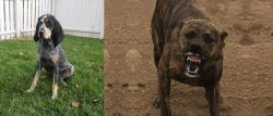 Grand Bleu de Gascogne vs Dogo Sardesco - Breed Comparison