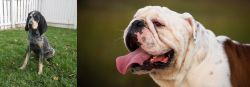 Grand Bleu de Gascogne vs English Bulldog - Breed Comparison