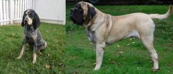 Grand Bleu de Gascogne vs English Mastiff - Breed Comparison