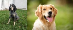 Grand Bleu de Gascogne vs Golden Retriever - Breed Comparison