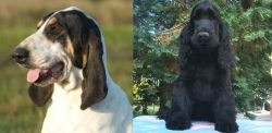 Grand Gascon Saintongeois vs American Cocker Spaniel - Breed Comparison