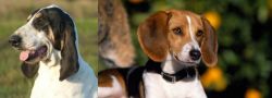 Grand Gascon Saintongeois vs American Foxhound - Breed Comparison