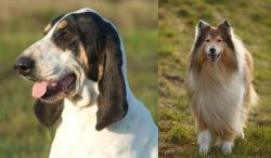 Grand Gascon Saintongeois vs Collie - Breed Comparison