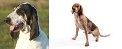 Grand Gascon Saintongeois vs Coonhound - Breed Comparison